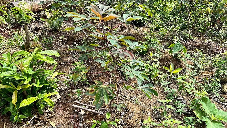 Illustration - les peuples du fleuve, vers une crise alimentaire ?